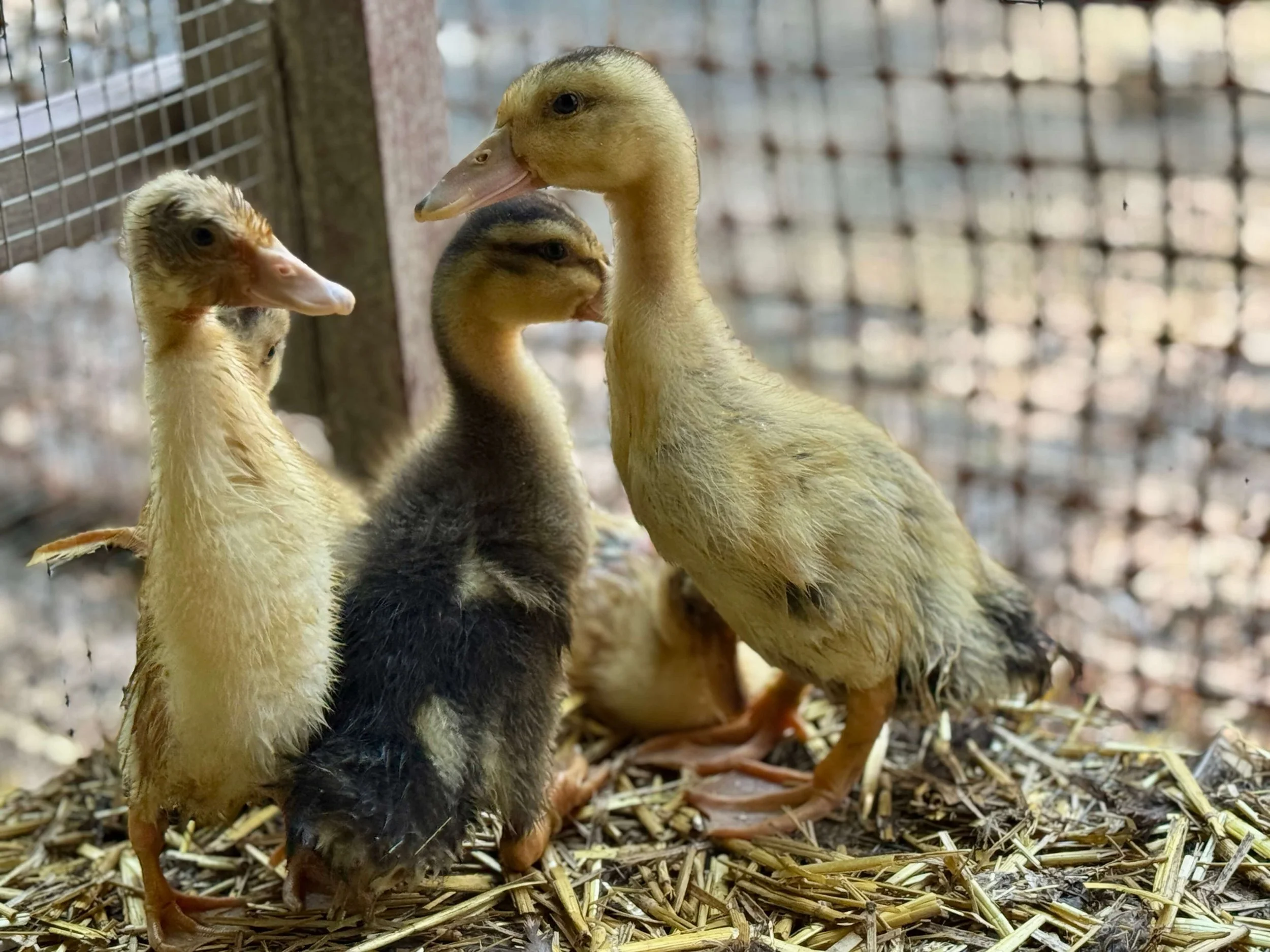 Bantam Silkie Ducklings | Sugar Feather Farm